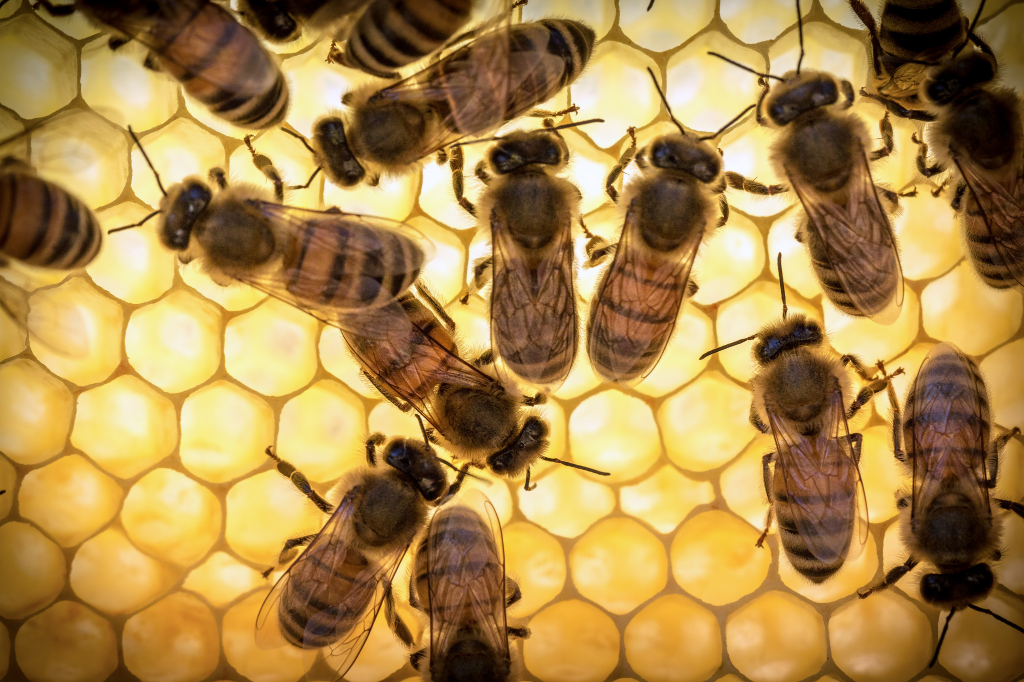 La jalea real de abeja no se recomienda usar por la noche, ya que bajo su influencia aumenta la actividad nerviosa y el posible insomnio