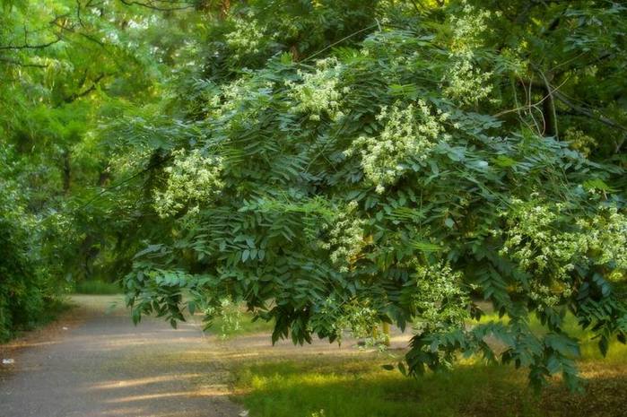 Sophora disebut keajaiban Jepang, pohon dari seratus penyakit